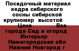 Посадочный материал кедра сибирского (сосны сибирской) крупномер, высотой 3-3.5  › Цена ­ 19 800 - Все города Сад и огород » Интерьер   . Нижегородская обл.,Нижний Новгород г.